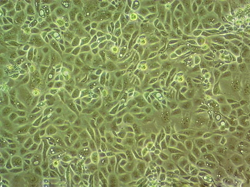 Mdck (NBL-2) Cells#犬腎細胞系來源可靠|培養(yǎng)基|帶STR基因圖譜,Mdck (NBL-2) Cells#