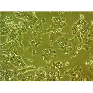 NCI-H446 Cells#人小细胞肺癌细胞系来源可靠|培养基|带STR基因图谱