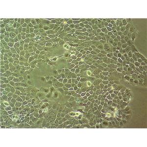 LLC-MK2 Cells#恒河猴肾细胞系来源可靠|培养基|带STR基因图谱