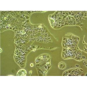 FRhK-4 Cells#恒河猴胚腎細(xì)胞系來(lái)源可靠|培養(yǎng)基|帶STR基因圖譜