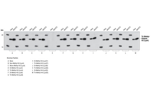 三甲基化組蛋白H3（賴氨酸4）（C42D8）兔單克隆抗體,Tri-Methyl-Histone H3 (Lys4) (C42D8) Rabbit mAb