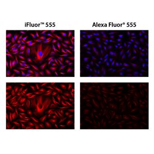 iFluor 555琥珀酰亞胺酯,iFluor? 555 succinimidyl ester