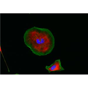 iFluor 555琥珀酰亞胺酯,iFluor? 555 succinimidyl ester