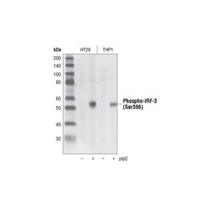 抗磷酸化IRF-3（Ser396）兔单克隆抗体