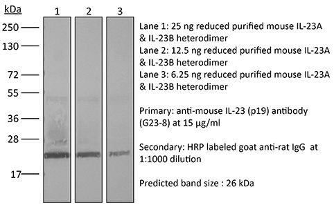 InVivoMAb 抗小鼠 IL-23 (p19),InVivoMAb anti-mouse IL-23 (p19)