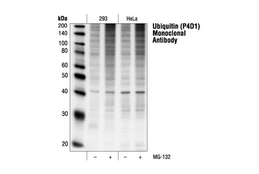 泛素（P4D1）小鼠單克隆抗體,Ubiquitin (P4D1) Mouse mAb