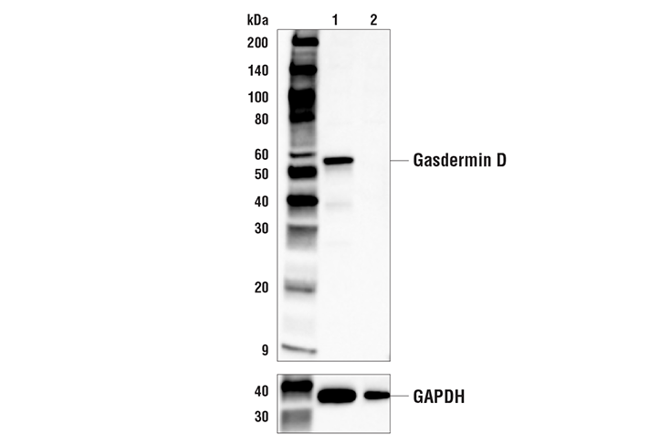 Gasdermin D (E9S1X) 兔單克隆抗體,Gasdermin D (E9S1X) Rabbit mAb