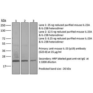  InVivoMAb 抗小鼠 IL-23 (p19)