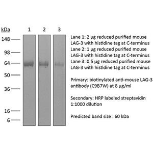 抗小鼠LAG-3單克隆抗體,InVivoMab anti-mouse LAG-3