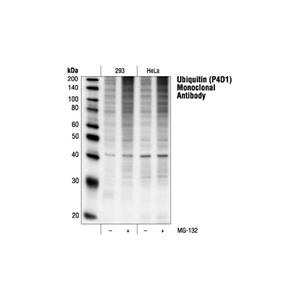 泛素（P4D1）小鼠單克隆抗體