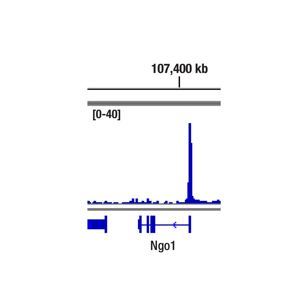 鐵死亡抗體樣本試劑盒,Ferroptosis Antibody Sampler Kit