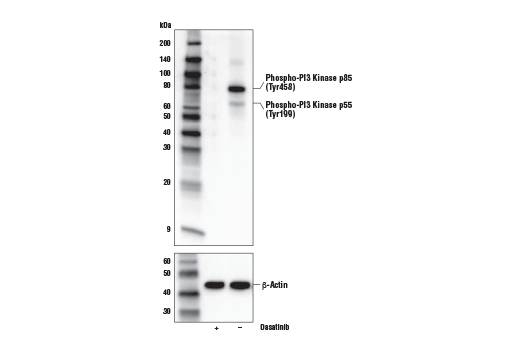 Phospho-PI3 Kinase p85 (Tyr458)/p55 (Tyr199) (E3U1H) 兔單克隆抗體,Phospho-PI3 Kinase p85 (Tyr458)/p55 (Tyr199) (E3U1H) Rabbit mAb