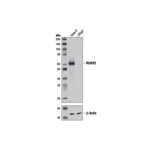RUNX2 (D1L7F) 兔單克隆抗體