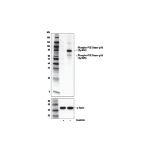 Phospho-PI3 Kinase p85 (Tyr458)/p55 (Tyr199) (E3U1H) 兔單克隆抗體,Phospho-PI3 Kinase p85 (Tyr458)/p55 (Tyr199) (E3U1H) Rabbit mAb