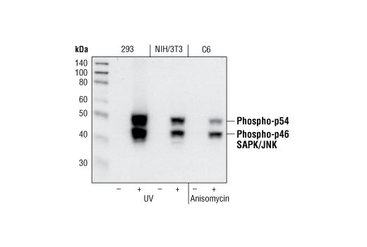 磷酸化 SAPK/JNK (Thr183/Tyr185) 兔單克隆抗體,Phospho-SAPK/JNK (Thr183/Tyr185) (81E11) Rabbit mAb