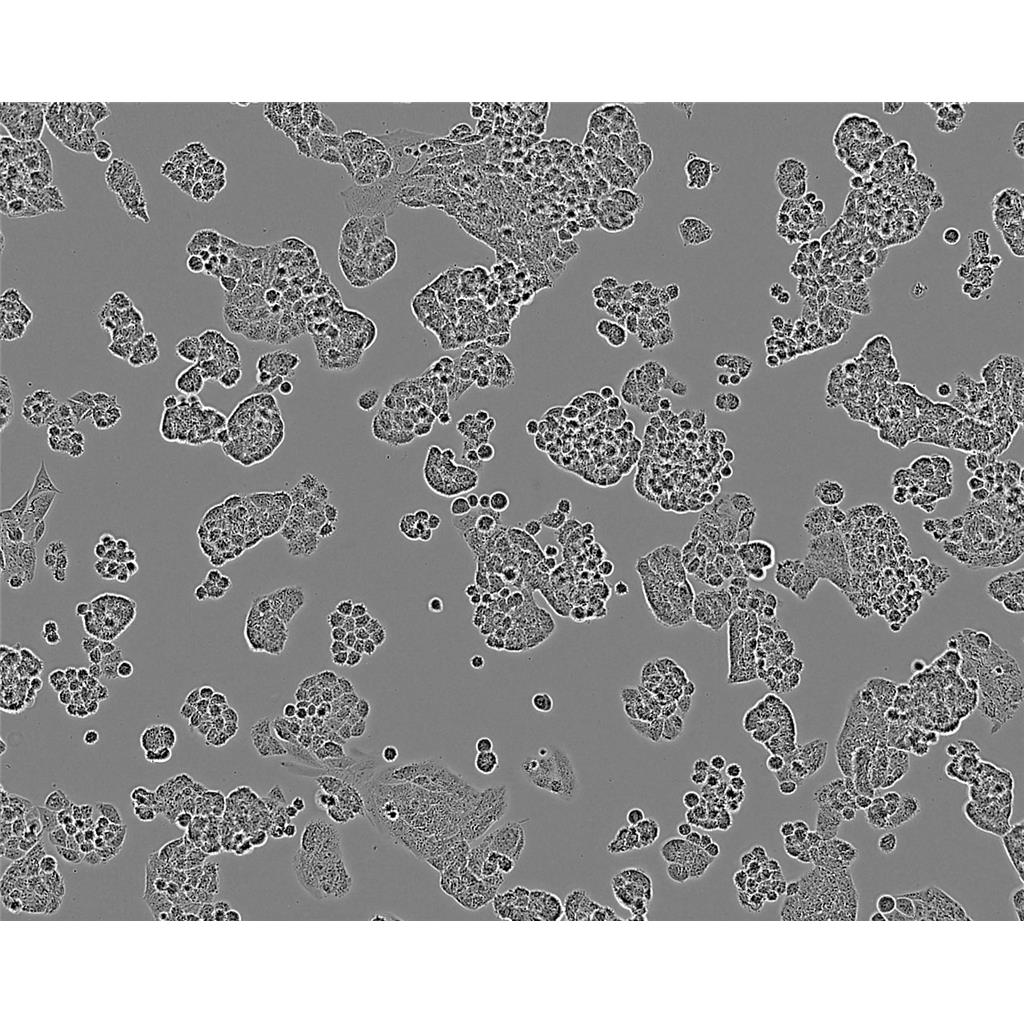 洋蔥假單胞菌瓊脂培養(yǎng)基[源頭供貨](méi),Pseudomonas Cepacia  Base