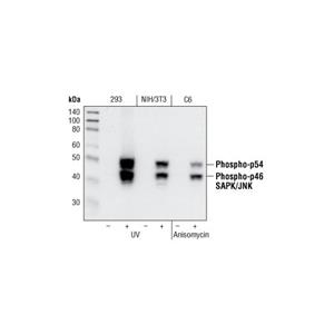 磷酸化 SAPK/JNK (Thr183/Tyr185) 兔單克隆抗體