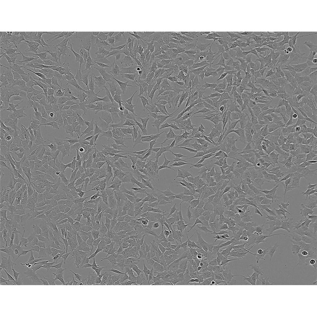 纖維素分解菌培養(yǎng)基[源頭供貨],Cellulose Decomposing Microorganisms Medium