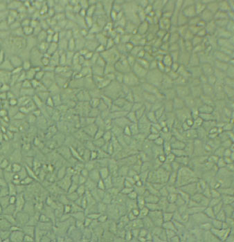 H4人腦神經(jīng)膠質(zhì)瘤細胞實驗室|已有STR圖譜,H4 CELLS