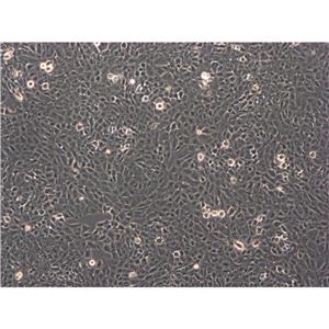 Verda reno Cells#非洲绿猴肾细胞系复苏中心|完全培养基|STR图谱