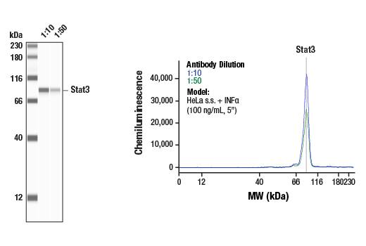 V5 標(biāo)簽（D3H8Q）兔單克隆抗體,V5-Tag (D3H8Q) Rabbit mAb