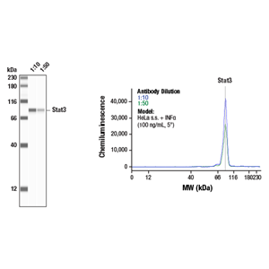 V5 標(biāo)簽（D3H8Q）兔單克隆抗體,V5-Tag (D3H8Q) Rabbit mAb