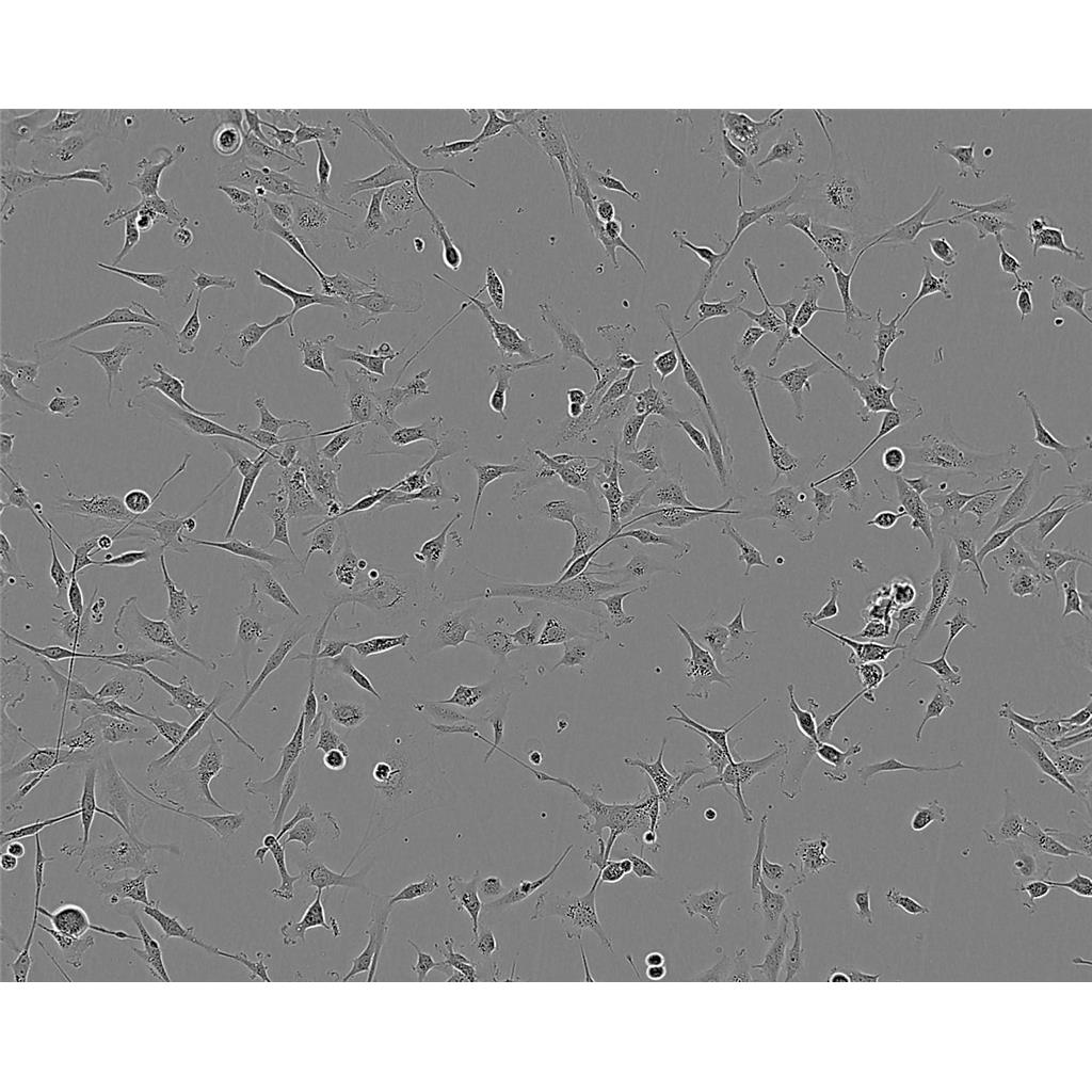 LN-229+luc人胶质瘤细胞新批次|培养基|送STR图谱,LN-229+luc