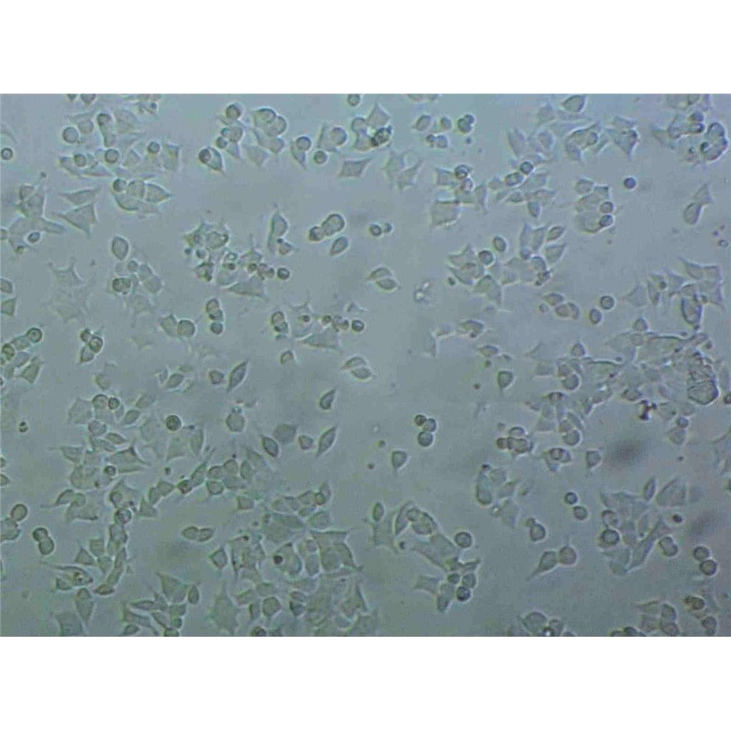 Ba/F3 Cells小鼠原B細(xì)胞系(提供STR圖譜),Ba/F3 Cells