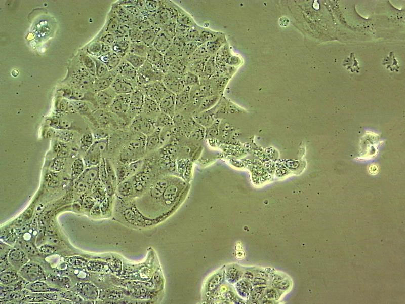 C1498 Cells小鼠白血病細(xì)胞系(提供STR圖譜),C1498 Cells