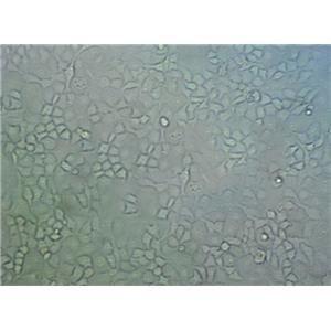 AML-12 Cells#小鼠肝細胞系復蘇中心|完全培養(yǎng)基|STR圖譜