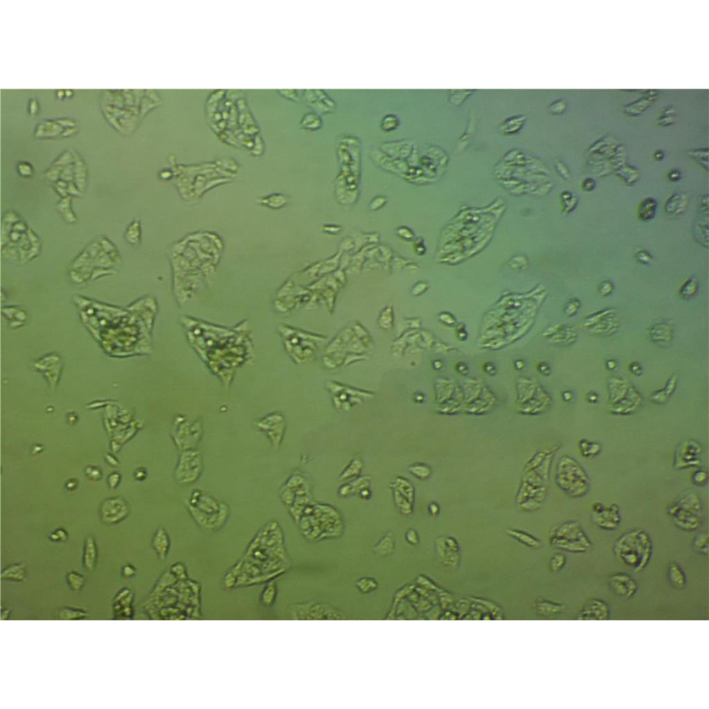 U251 MG Cells#人神經(jīng)膠質(zhì)瘤細(xì)胞系源頭種子庫|培養(yǎng)基|STR圖譜,U251 MG Cells#