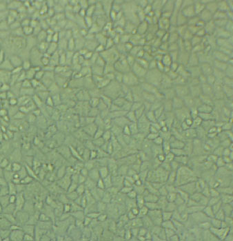 A549/ATCC Cells#人肺癌细胞系源头种子库|培养基|STR图谱,A549/ATCC Cells#