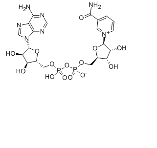 β-煙酰胺腺嘌呤二核苷酸；NAD,NAD+