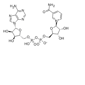 煙酰胺腺嘌呤二核苷酸,β-Nicotinamide adenine dinucleotide