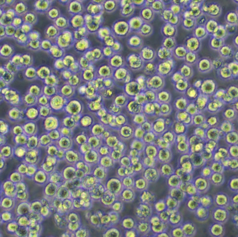 HMy2.CIR Cells人B淋巴母懸浮細胞系(提供全部細胞STR鑒定圖譜),HMy2.CIR Cells