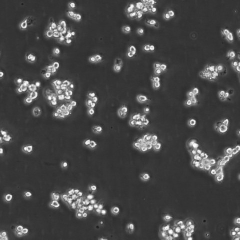 HT clone H9 Cells人T淋巴瘤懸浮細胞系(提供全部細胞STR鑒定圖譜),HT clone H9 Cells