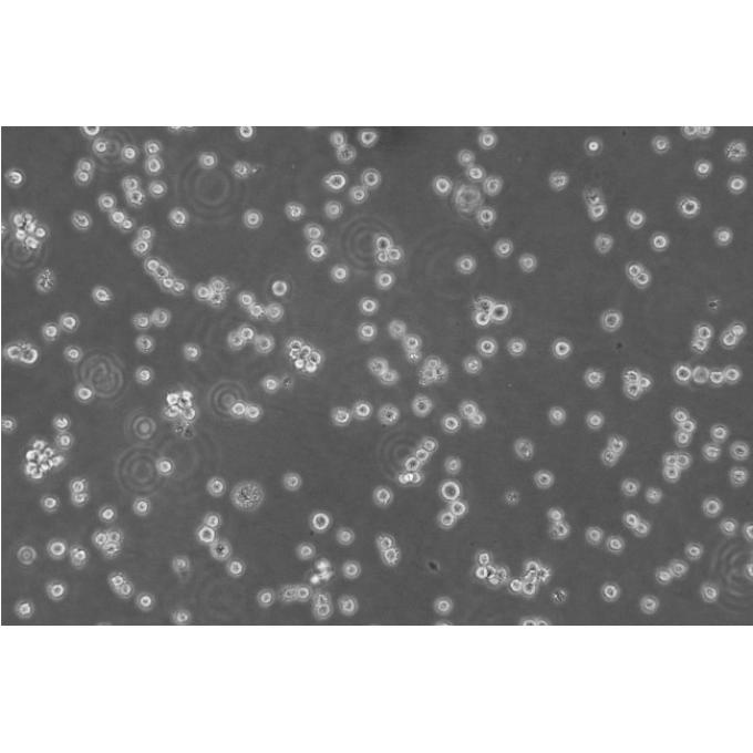 YAC-1 Cells小鼠淋巴瘤懸浮細胞系(提供全部細胞STR鑒定圖譜),YAC-1 Cells