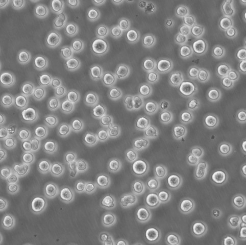 SF-126 Cells人腦瘤可傳代細(xì)胞系(送STR鑒定圖譜),SF-126 Cells