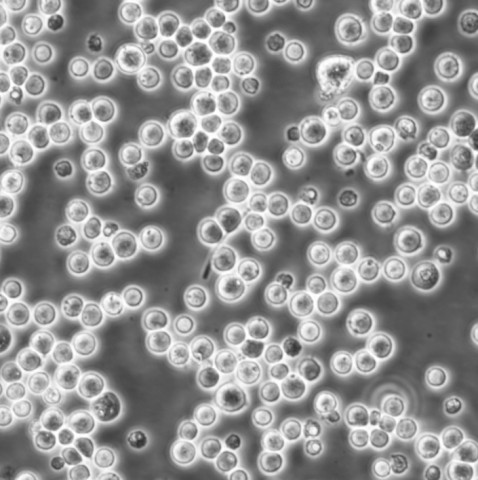 SJSA1 Cells人骨肉瘤可傳代細胞系(送STR鑒定圖譜),SJSA1 Cells