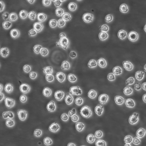 P3/NS-1 Cells小鼠骨髓瘤可傳代細胞系(送STR鑒定圖譜),P3/NS-1 Cells