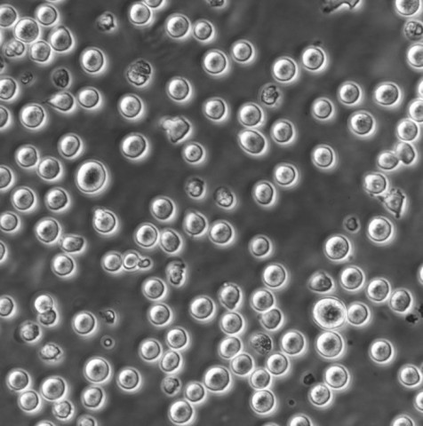 Sp 2/0-Ag 14 Cells小鼠骨髓瘤可傳代細胞系(送STR鑒定圖譜),Sp 2/0-Ag 14 Cells