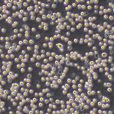 NK10a Cells人Burkkit淋巴瘤可傳代細(xì)胞系(送STR鑒定圖譜),NK10a Cells