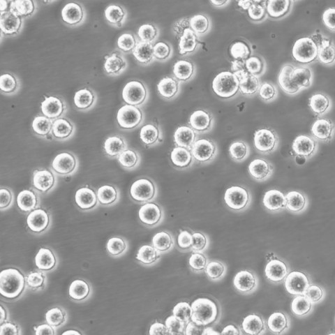 RPMI.8226 Cells人多發(fā)性骨髓瘤可傳代細胞系(送STR鑒定圖譜),RPMI.8226 Cells