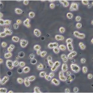 MC/CAR Cells人外周血淋巴懸浮細胞系(提供全部細胞STR鑒定圖譜),MC/CAR Cells