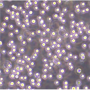 OCI-AML-3 Cells人急性髓細(xì)胞性白血病懸浮細(xì)胞系(提供全部細(xì)胞STR鑒定圖譜)