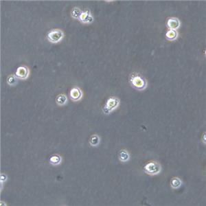 skm-1 Cells人急性髓系白血病悬浮细胞系(提供全部细胞STR鉴定图谱)