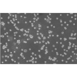 P3-NS1/1Ag 4.1 Cells小鼠骨髓瘤可传代细胞系(送STR鉴定图谱)