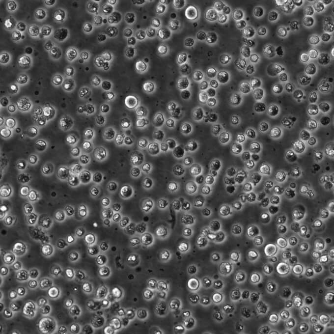P3/NS-1 Cells#小鼠骨髓瘤細胞系源頭種子庫|培養(yǎng)基|送STR圖譜,P3/NS-1 Cells#