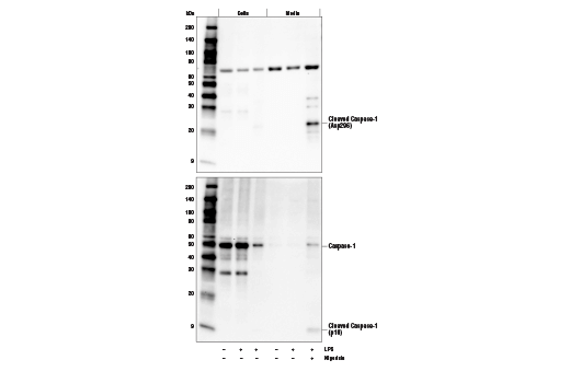 細(xì)胞周期蛋白依賴性激酶 6/細(xì)胞周期蛋白 D3,CDK6/CycD3