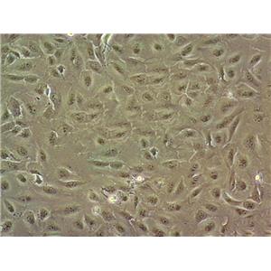 Calu 3 Cells#人肺腺癌细胞系源头种子库|培养基|STR图谱